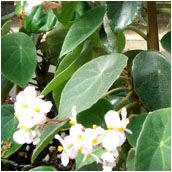 begonia_kellermanii