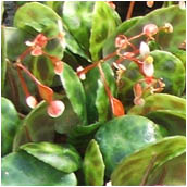 begonia_kingiana
