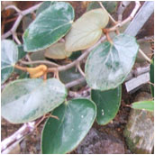 begonia_kuhlmanii