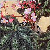 begonia_kui