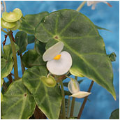 begonia aridicaulis