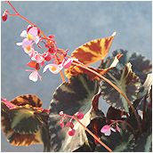 begonia _cleopatrae