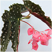 begonia'good and plenty'