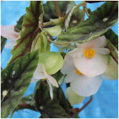 begonia_lubbersii