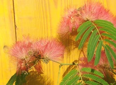 albizia julibrissin