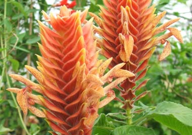 aphelandra flava.