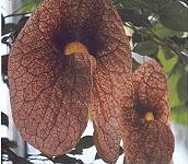 aristolochia gigantea