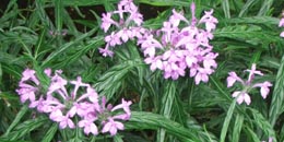 beloperone violacea.