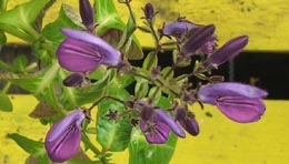 brillantaisia owariensis