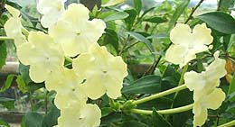 brunfelsia nitida.