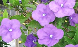 brunfelsia uniflora