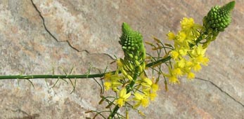 bulbine frutensens